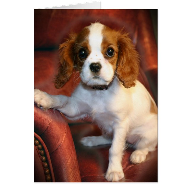 Cavalier King Charles Spaniel gifts & apparel (Front)