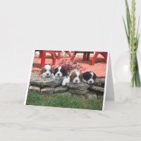 Cavalier King Charles Spaniel Litter