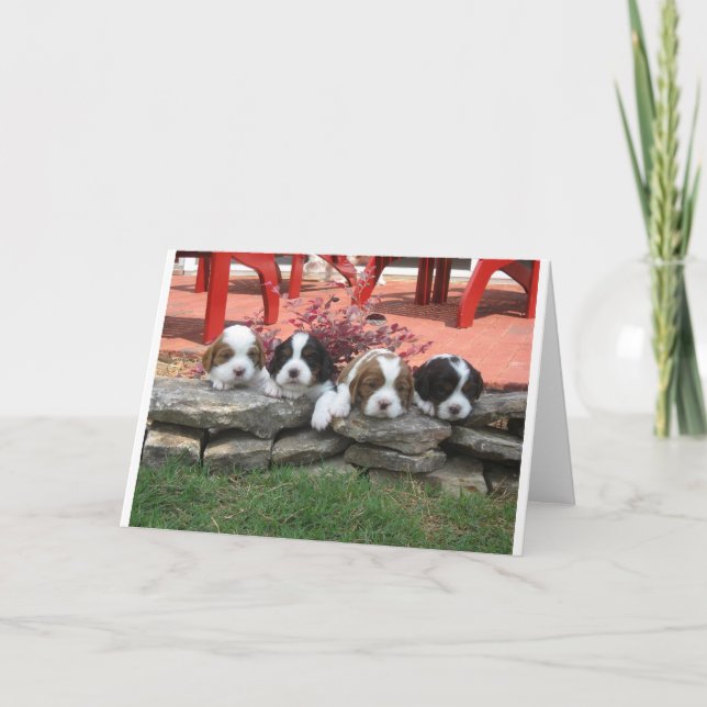 Cavalier King Charles Spaniel Litter Holiday Card (Front)