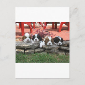 Cavalier King Charles Spaniel Litter Postcard