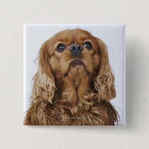 Cavalier King Charles Spaniel looking up 15 Cm Square Badge