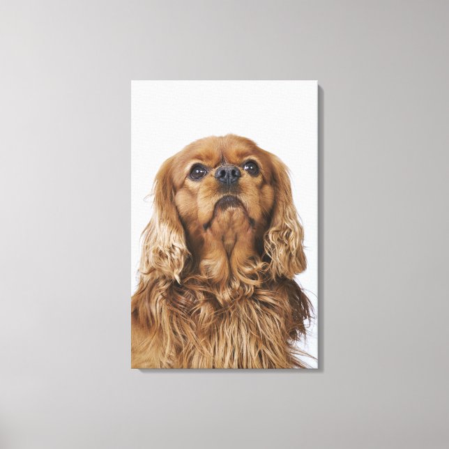 Cavalier King Charles Spaniel looking up Canvas Print (Front)