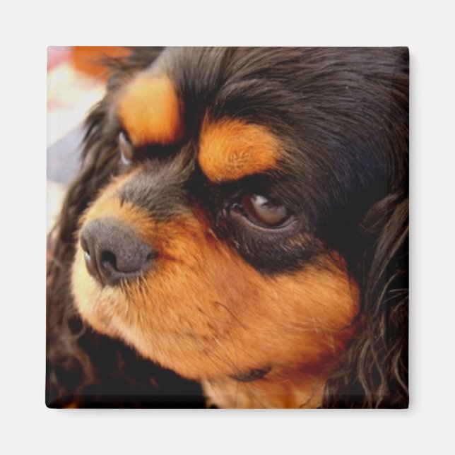 Cavalier King Charles Spaniel Magnet (Front)