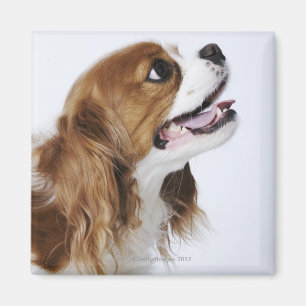 Cavalier King Charles Spaniel Magnet
