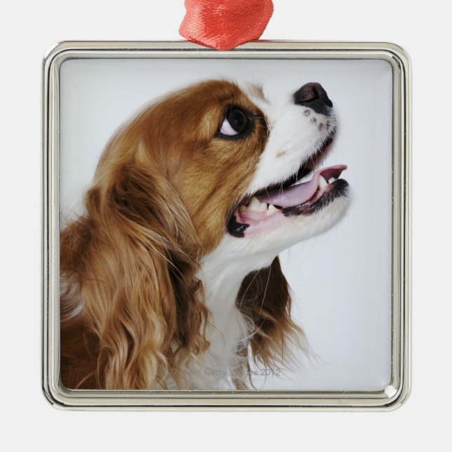 Cavalier King Charles Spaniel Metal Tree Decoration (Front)