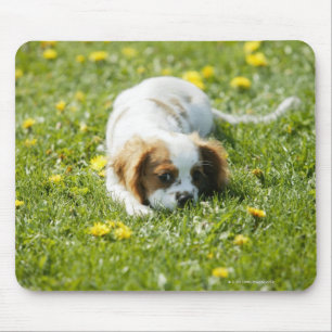 Cavalier King Charles Spaniel Mouse Pad