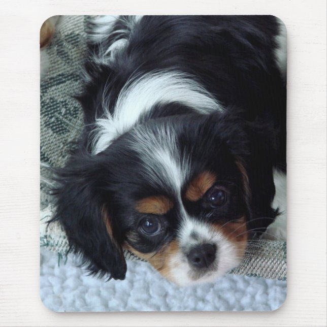 Cavalier King Charles Spaniel Mouse Pad (Front)