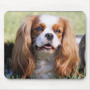 Cavalier King Charles Spaniel Mouse Pad