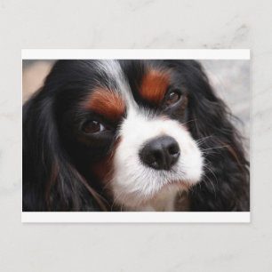 Cavalier King Charles Spaniel Mum Postcard