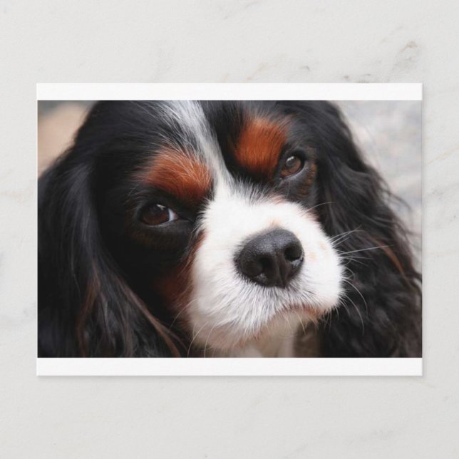 Cavalier King Charles Spaniel Mum Postcard (Front)