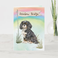 Cavalier King Charles Spaniel Pet Sympathy