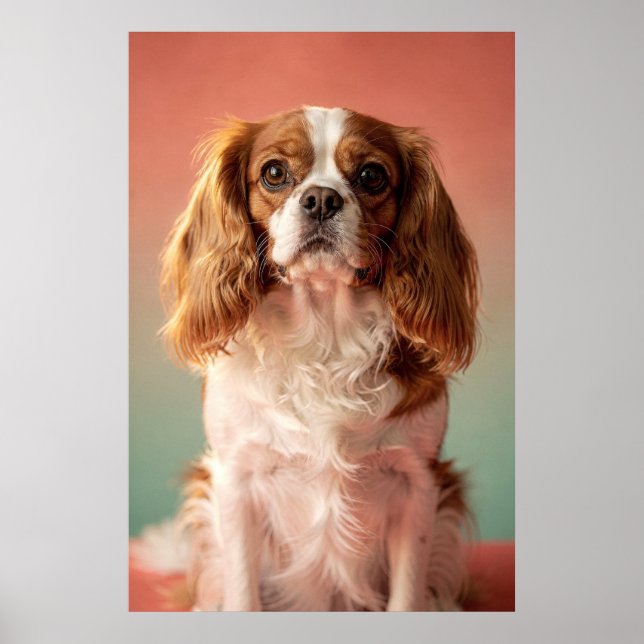 Cavalier King Charles Spaniel Portrait Poster (Front)