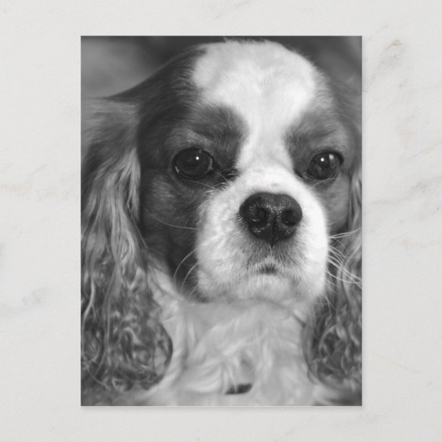 Cavalier King Charles Spaniel Post Card (Front)
