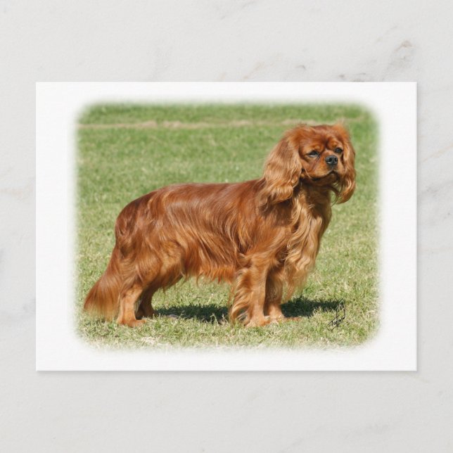 Cavalier King Charles Spaniel Postcard (Front)