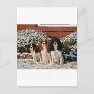 Cavalier King Charles Spaniel Postcard