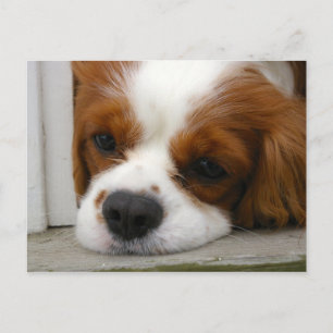 Cavalier King Charles Spaniel Postcard