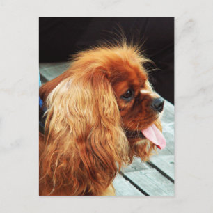 Cavalier King Charles Spaniel Postcard