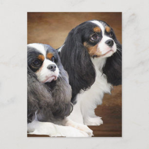 Cavalier King Charles Spaniel Postcard