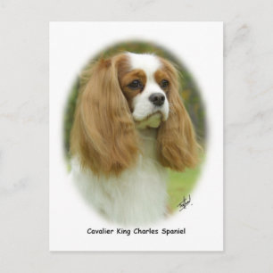Cavalier King Charles Spaniel Postcard