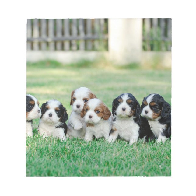 Cavalier King Charles Spaniel puppies Notepad (Front)