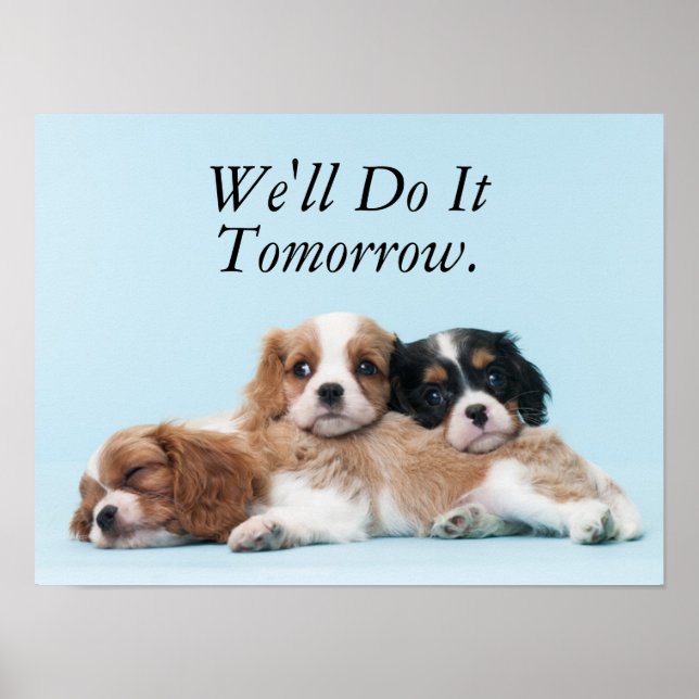 Cavalier King Charles Spaniel Puppies Poster (Front)