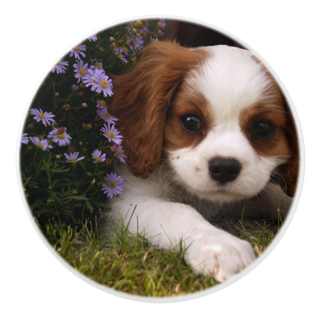 Cavalier King Charles Spaniel Puppy behind flowers Ceramic Knob (Front)