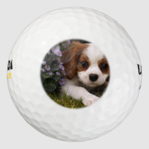 Cavalier King Charles Spaniel Puppy behind flowers Golf Balls