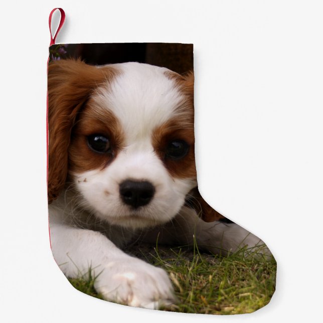Cavalier King Charles Spaniel Puppy behind flowers Small Christmas Stocking (Front)