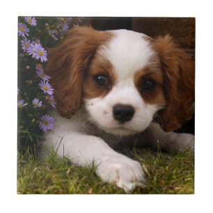 Cavalier King Charles Spaniel Puppy behind flowers Tile