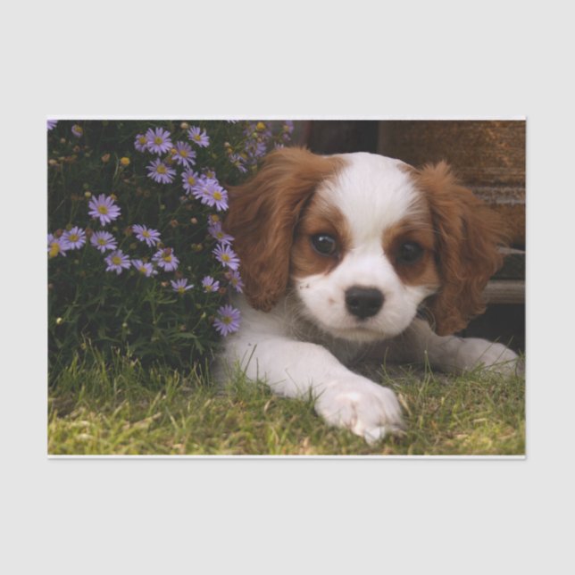 Cavalier King Charles Spaniel Puppy behind flowers Tissue Paper (Front)