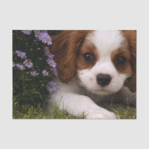 Cavalier King Charles Spaniel Puppy behind flowers Tissue Paper