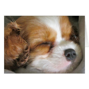 Cavalier King Charles Spaniel Puppy Card