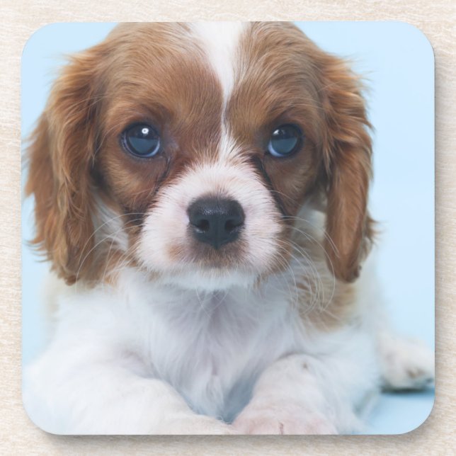 Cavalier King Charles Spaniel Puppy Coaster (Front)