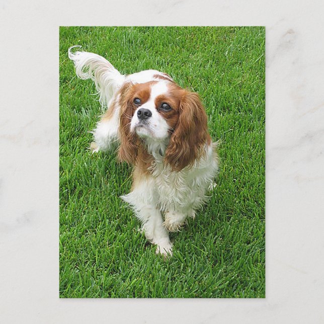 Cavalier King Charles Spaniel Puppy Dog Post Card (Front)