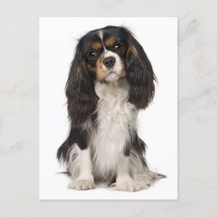Cavalier King Charles Spaniel Puppy Dog Postcard