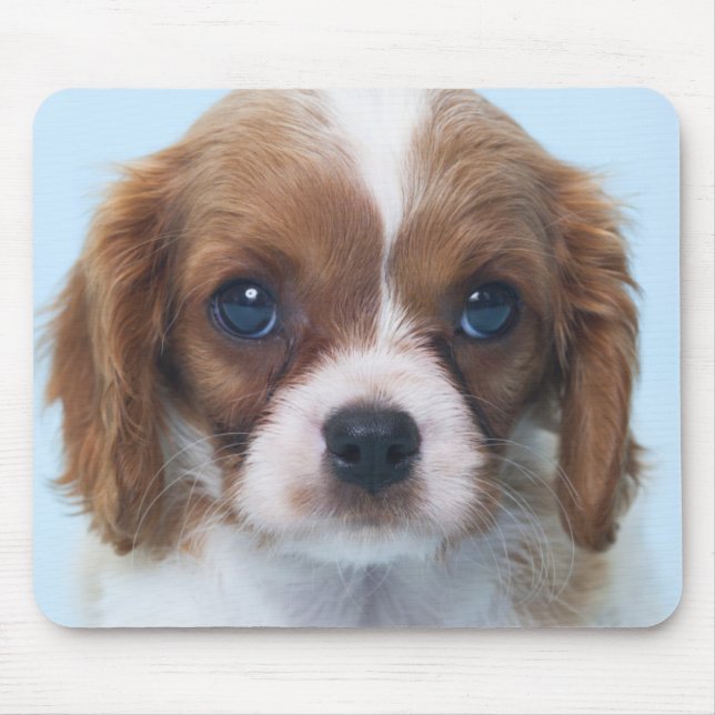 Cavalier King Charles Spaniel Puppy Mouse Pad (Front)