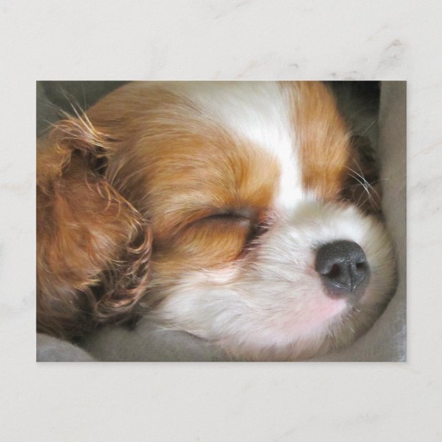 Cavalier King Charles Spaniel Puppy Postcard (Front)