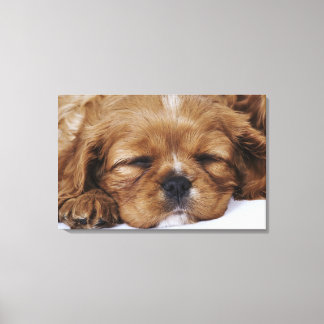 Cavalier King Charles Spaniel puppy sleeping Canvas Print