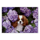Cavalier King Charles Spaniel Red and White