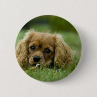 Cavalier King Charles Spaniel Ruby