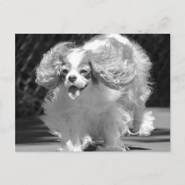 Cavalier King Charles Spaniel Running Postcard (Front)
