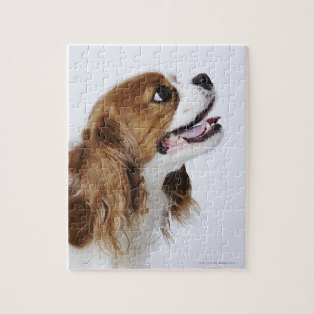 Cavalier King Charles Spaniel, side view Jigsaw Puzzle (Vertical)
