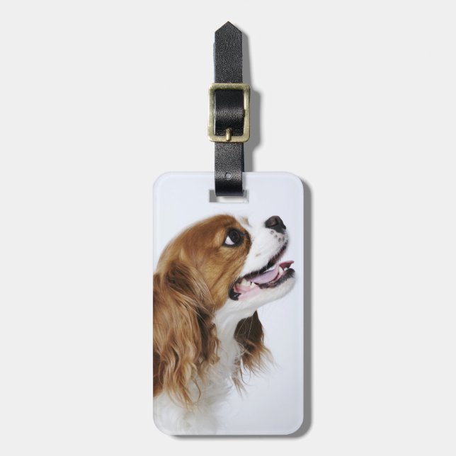 Cavalier King Charles Spaniel, side view Luggage Tag (Front Vertical)