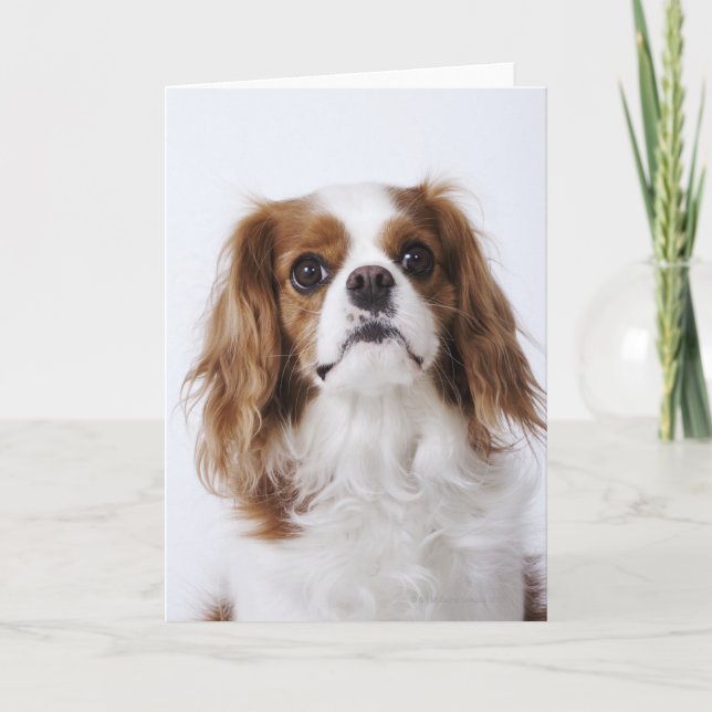 Cavalier King Charles Spaniel sitting in studio Card (Front)