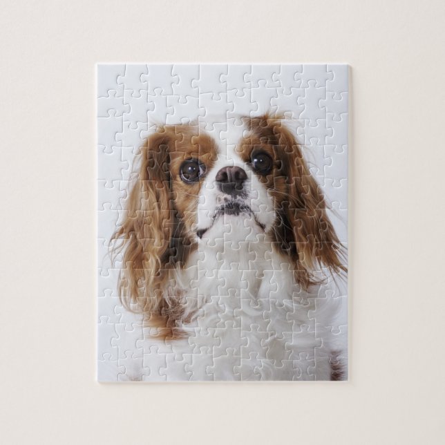 Cavalier King Charles Spaniel sitting in studio Jigsaw Puzzle (Vertical)