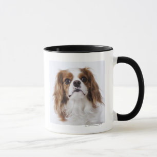 Cavalier King Charles Spaniel sitting in studio Mug