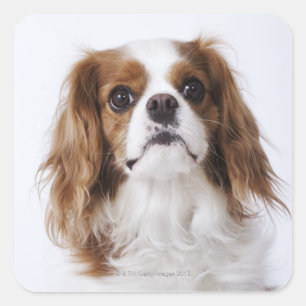 Cavalier King Charles Spaniel sitting in studio Square Sticker