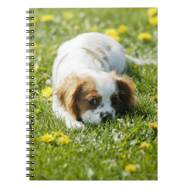 Cavalier King Charles Spaniel Spiral Notebook (Front)