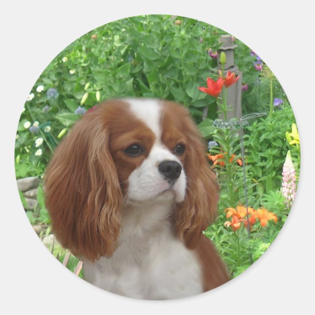 Cavalier King Charles Spaniel Sticker (Front)