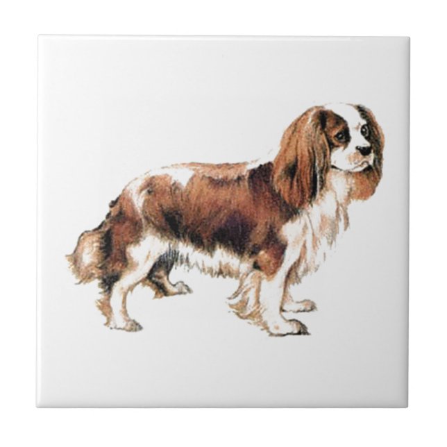Cavalier King Charles Spaniel Tile (Front)